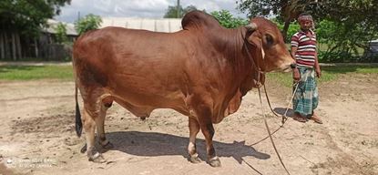 Picture of Cow No : 28