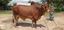 Picture of Cow No : 28