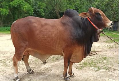 Picture of Cow No : 11